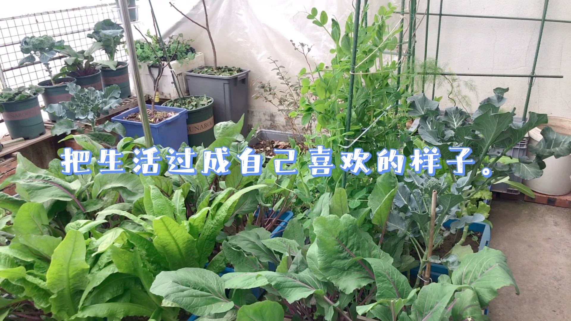 家庭园艺:阳台种花闲修花,阳台种菜食烟火2022年,给阳台菜园增添一些乐趣,闲时修花,忙时种菜.让生活有诗有远方,更有人间烟火气哔哩哔哩bilibili