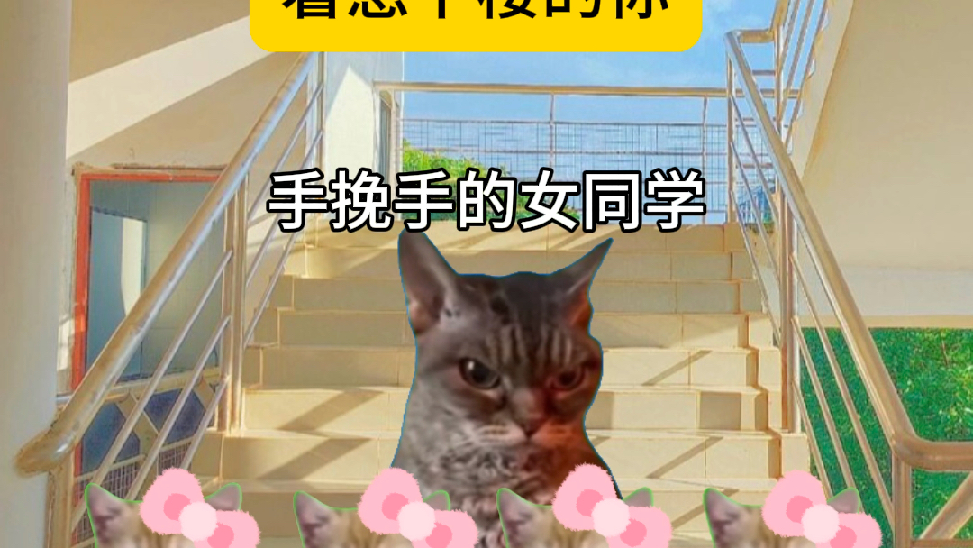 【脆脆BB猪】视频已打包,欢迎围观!哔哩哔哩bilibili