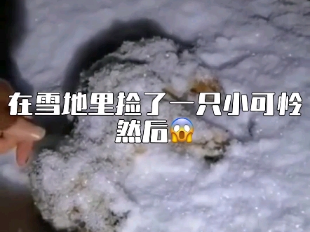 在雪地里捡了一只狼崽哔哩哔哩bilibili