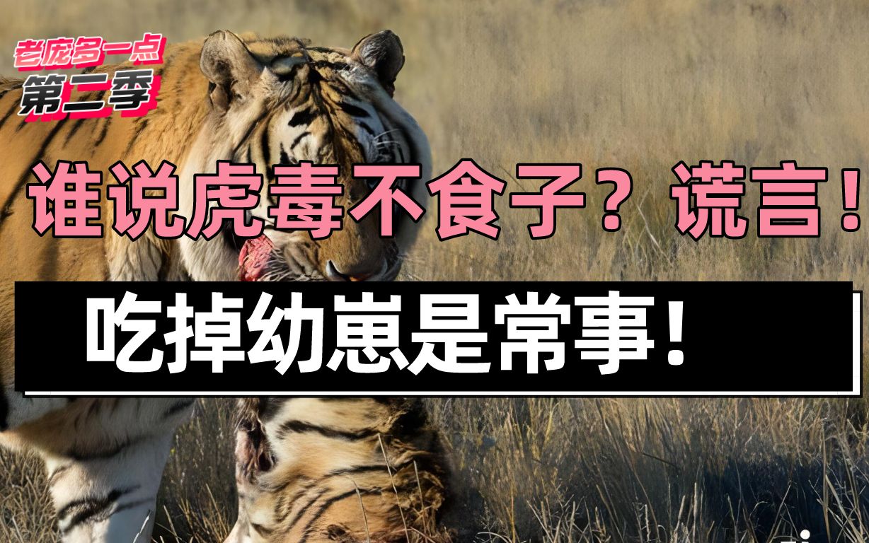 谁说虎毒不食子?谎言!吃掉幼崽是常事,人类也曾易子而食!
