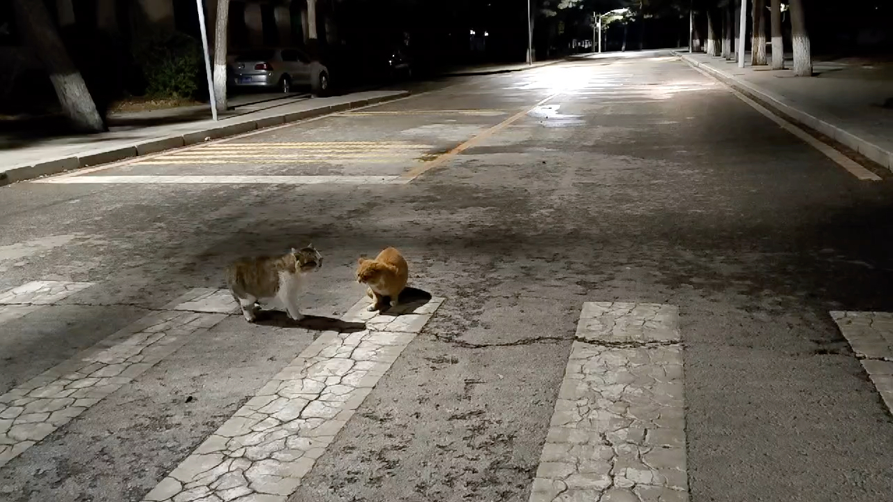 东北大学的猫猫吵架哔哩哔哩bilibili