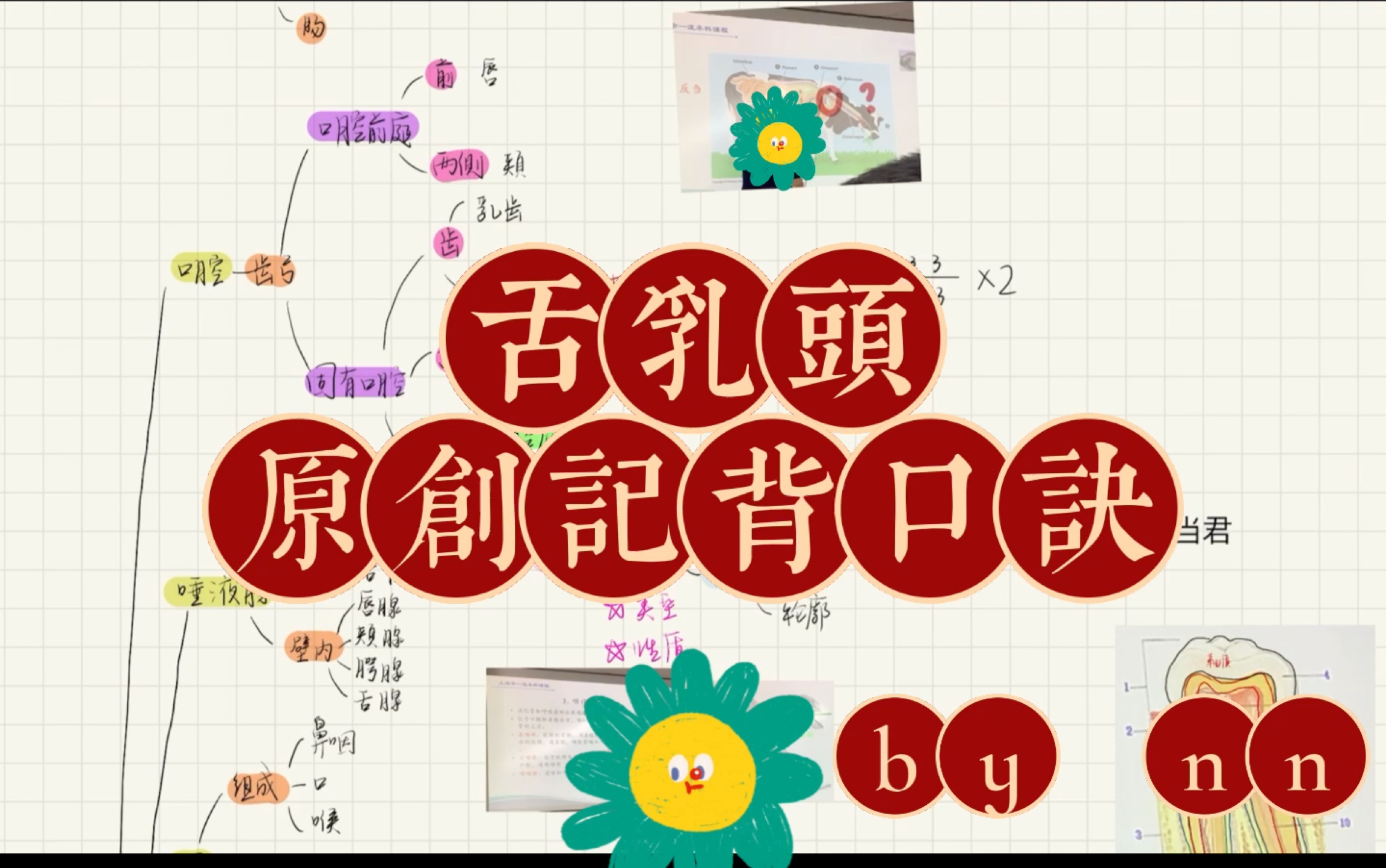 舌乳头原创记背口诀消化系统解剖学哔哩哔哩bilibili