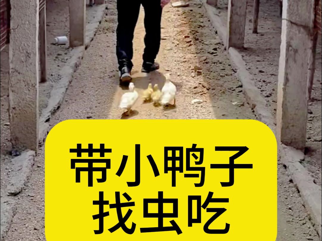 带小鸭子找虫吃