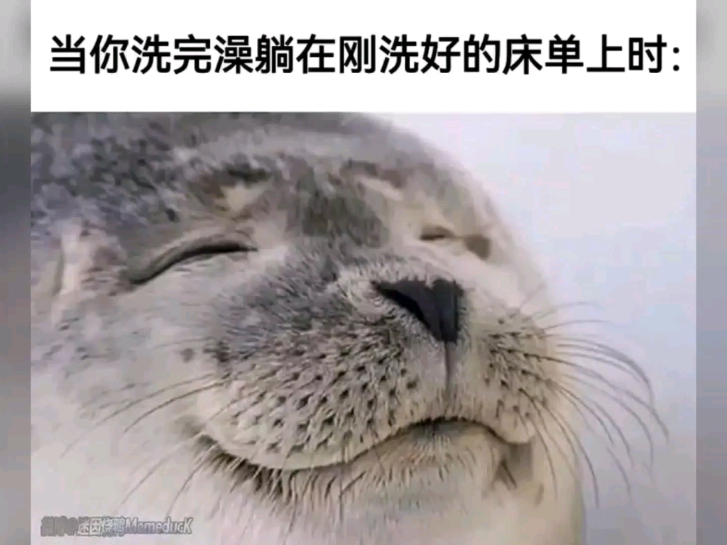 【梗图】各种类型的meme!(9)哔哩哔哩bilibili