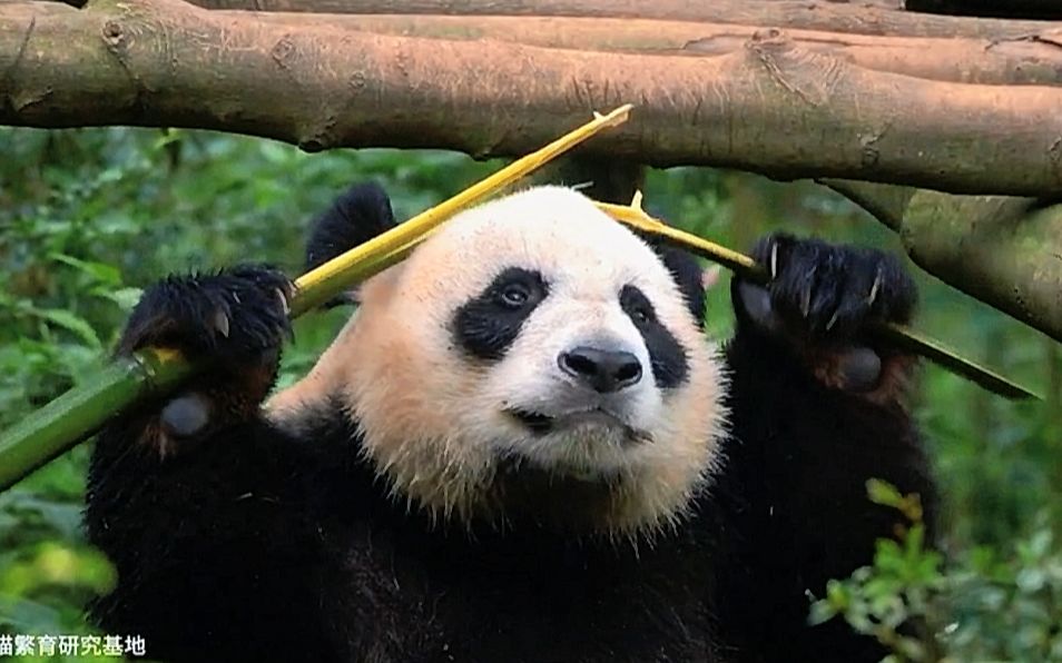 【大熊猫苏星】铁头帮帮主在线吃播 | 5.21pandapia直播录屏