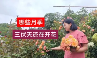 Download Video: 哪些月季三伏天还在开花，耐热又丰花