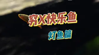 Descargar video: 穷X快乐鱼之灯科鱼篇