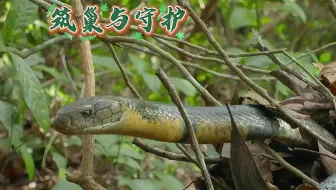 蛇中建筑师：眼镜王蛇的筑巢与守护