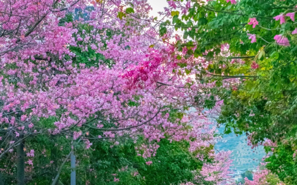 冬日粉红色的攀枝花!