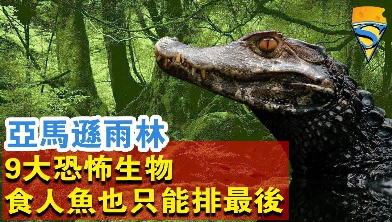 亚马逊雨林9大恐怖生物,食人鱼也只能排最后!究竟谁才是霸主?