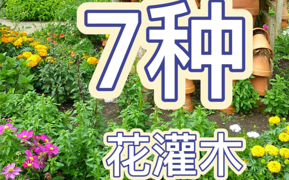 适合庭院种植的7种花灌木哔哩哔哩bilibili