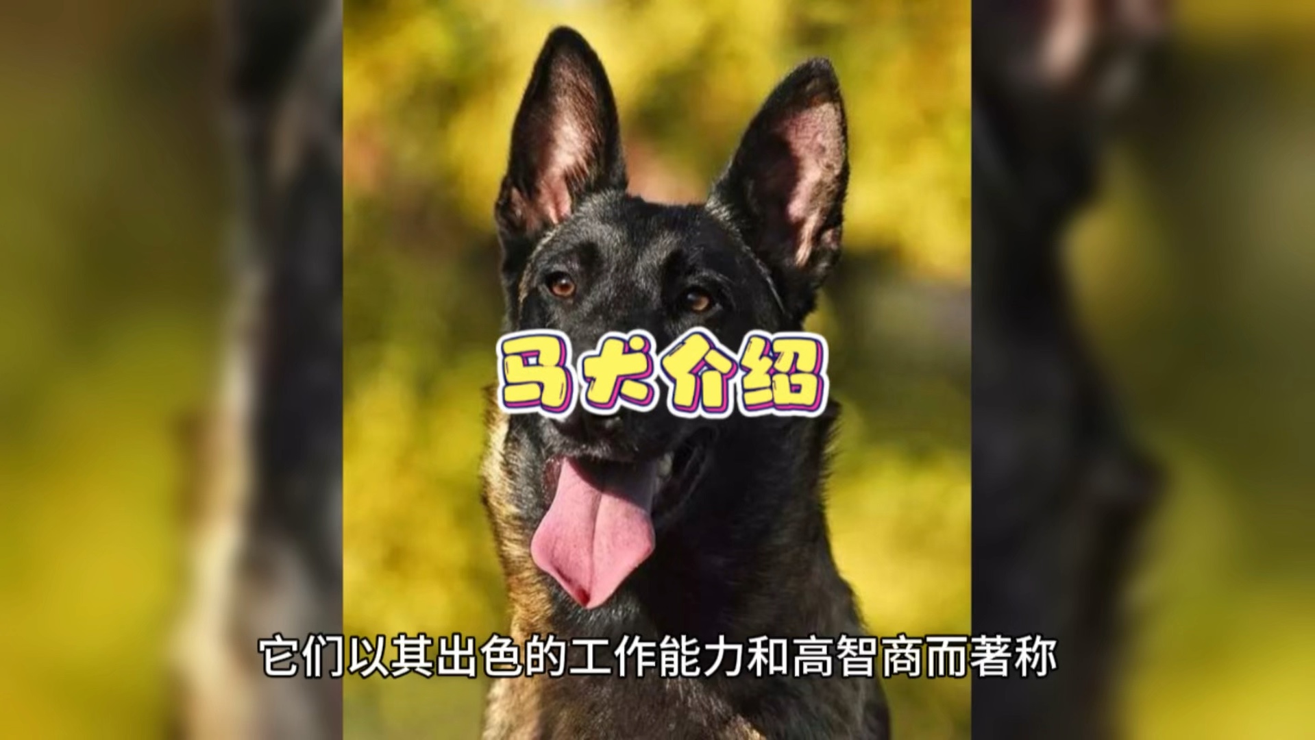 兰博马犬资料图片