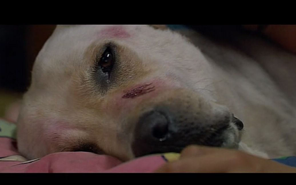 超感人韩国电影 拉布拉多用生命去守护主人!