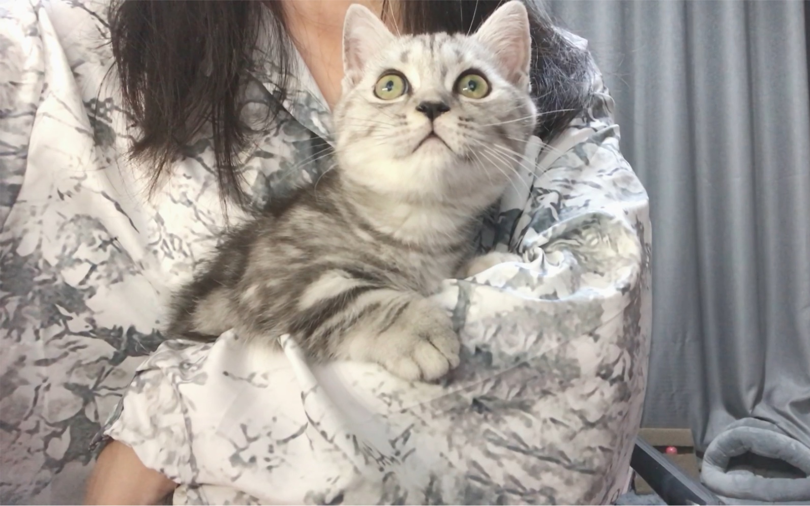 抱猫挑战:最后手都抱酸了,怀疑买的是假猫