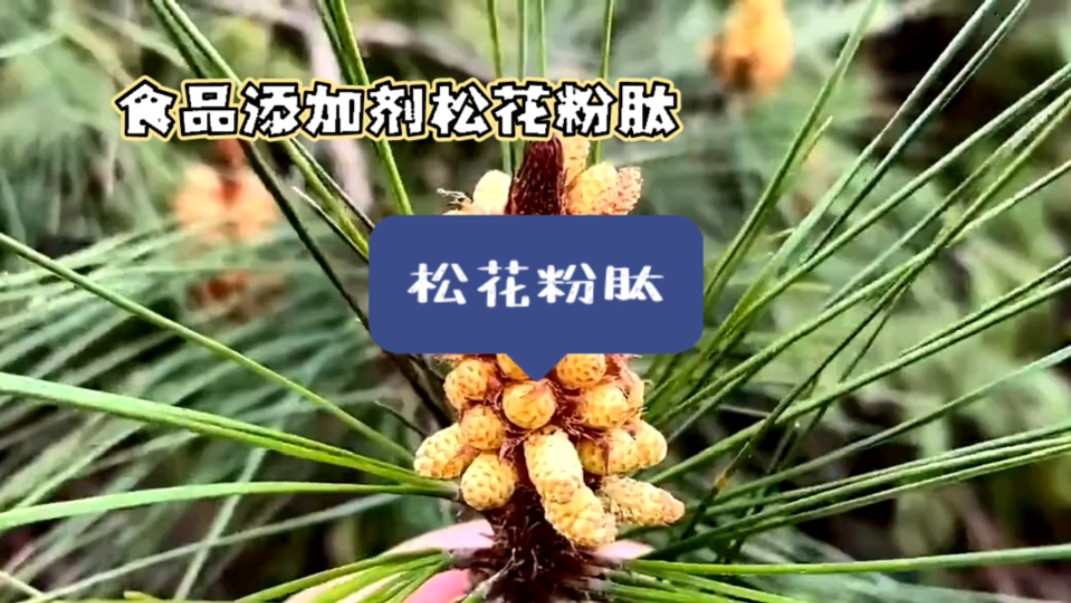 松花粉肽济南圣和化工有限公司哔哩哔哩bilibili