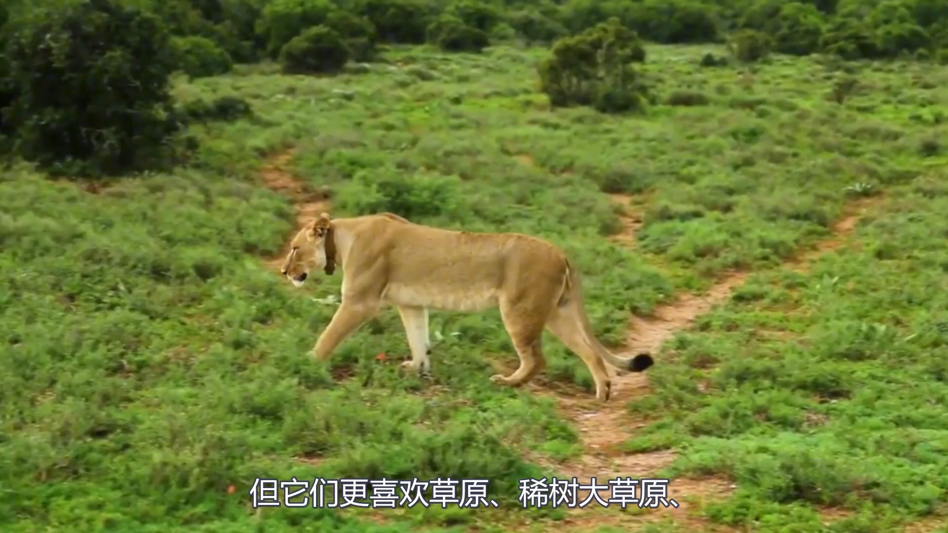 母老虎vs母狮子,谁才是真正的动物界女王?