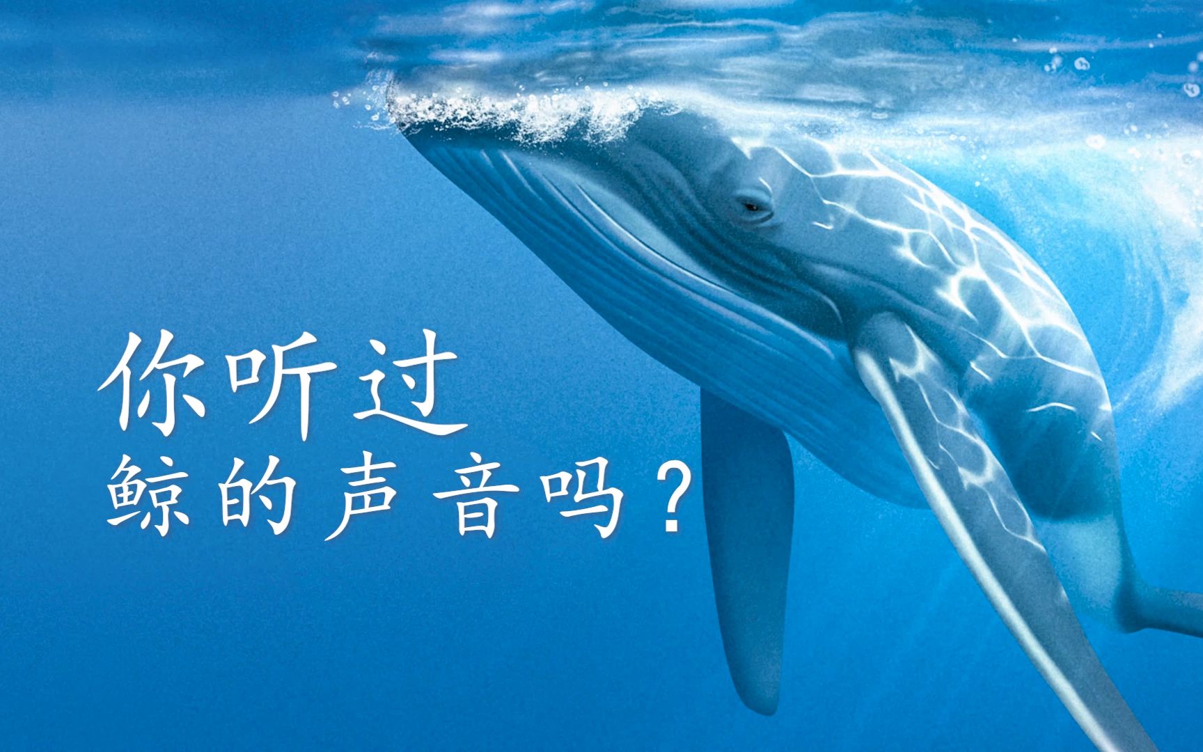 壹海洋科普|你听过鲸的声音吗?