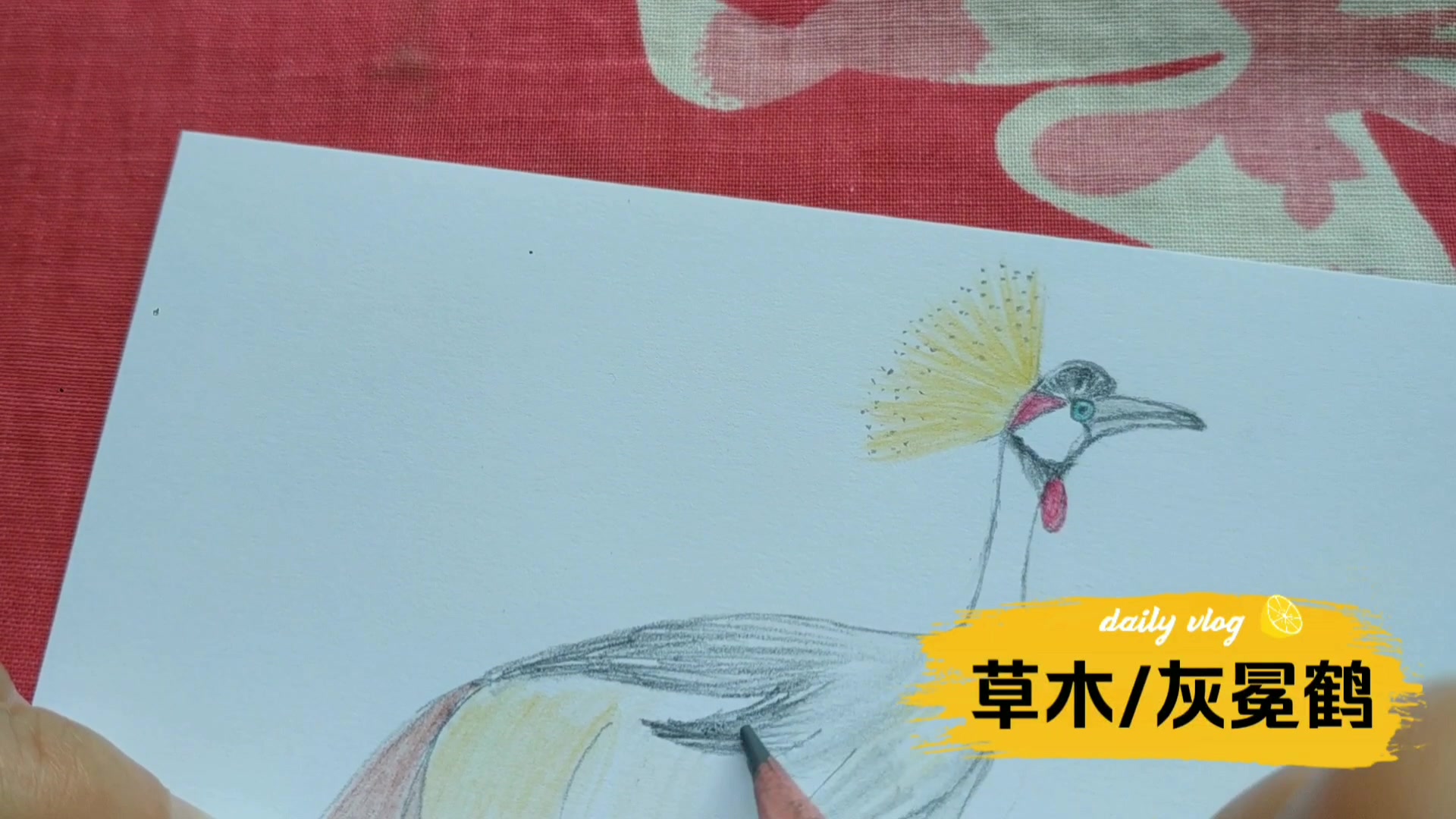 【手绘鸟图】694灰冕鹤