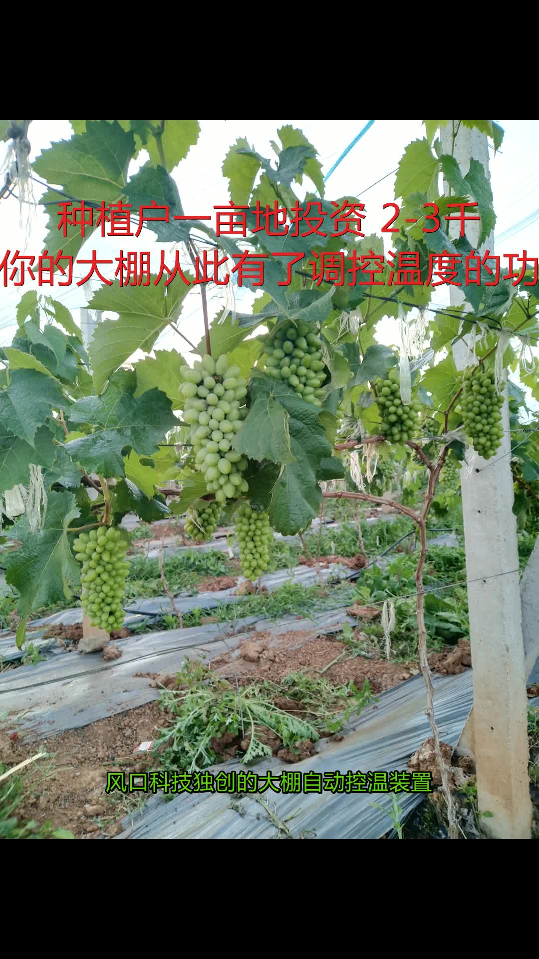 种植一亩地收入45万的技巧有哪些(种植一亩地收入45万的技巧有哪些呢)