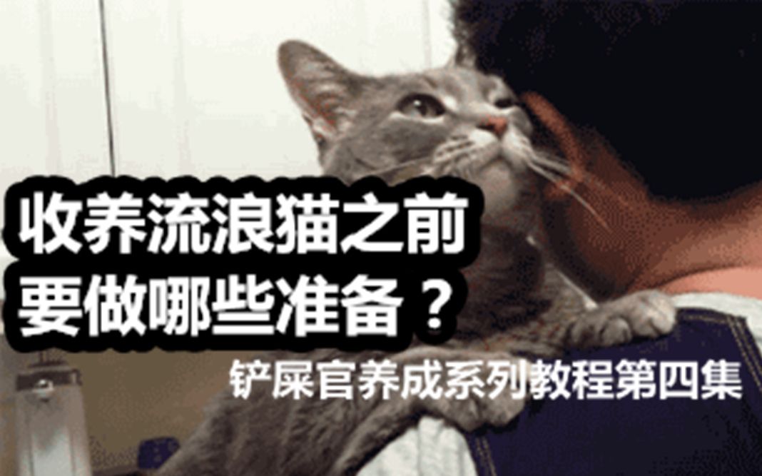 收养流浪猫之前要做哪些准备?哔哩哔哩bilibili