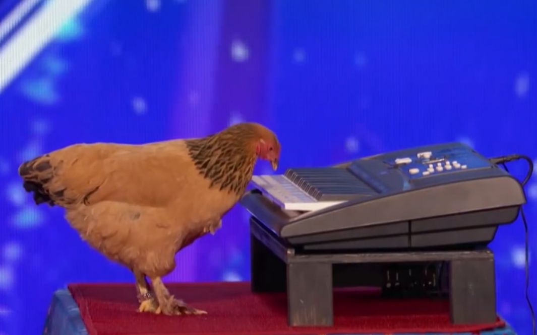 你见过会弹琴的鸡吗?