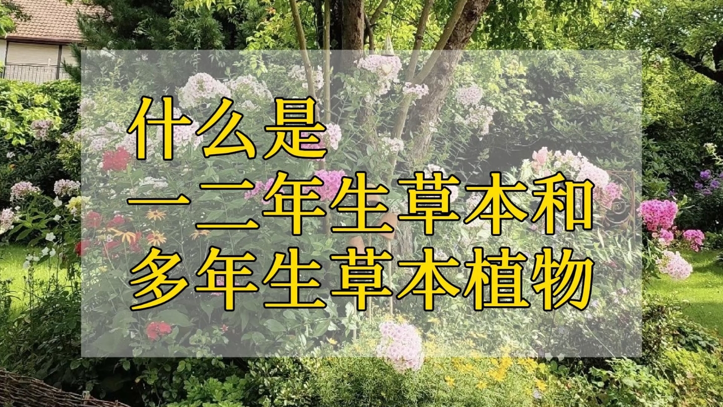 什么是一二年生和多年生草本植物呢?哔哩哔哩bilibili