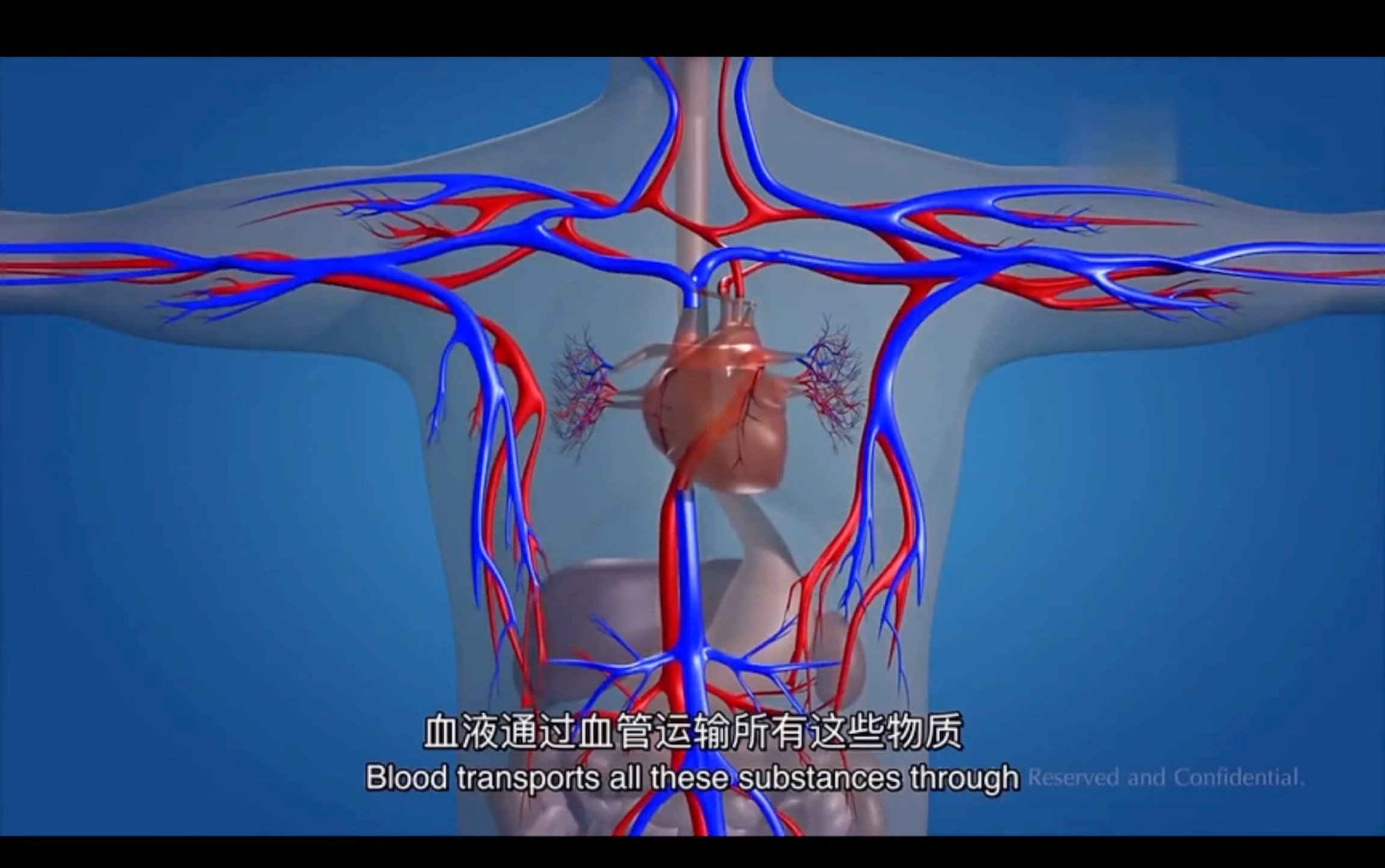 [图]科学知识拓展——体内物质的运输—心脏（Heart)和血管（Blood Vessel）