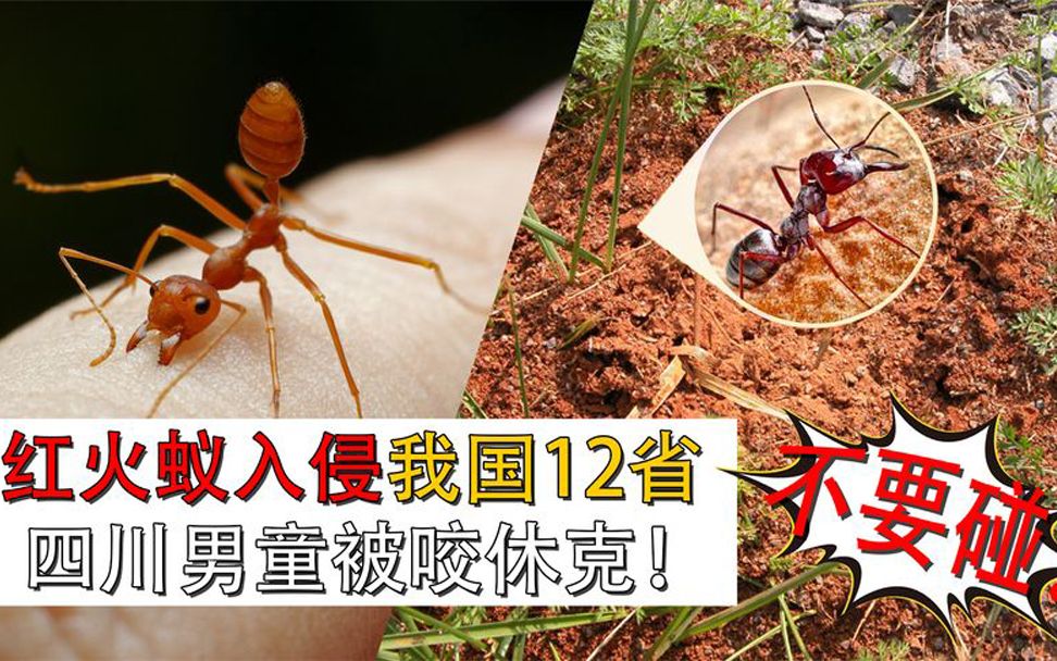 红火蚁入侵我国12省,路边红土堆不要碰,被咬到怎么处理?