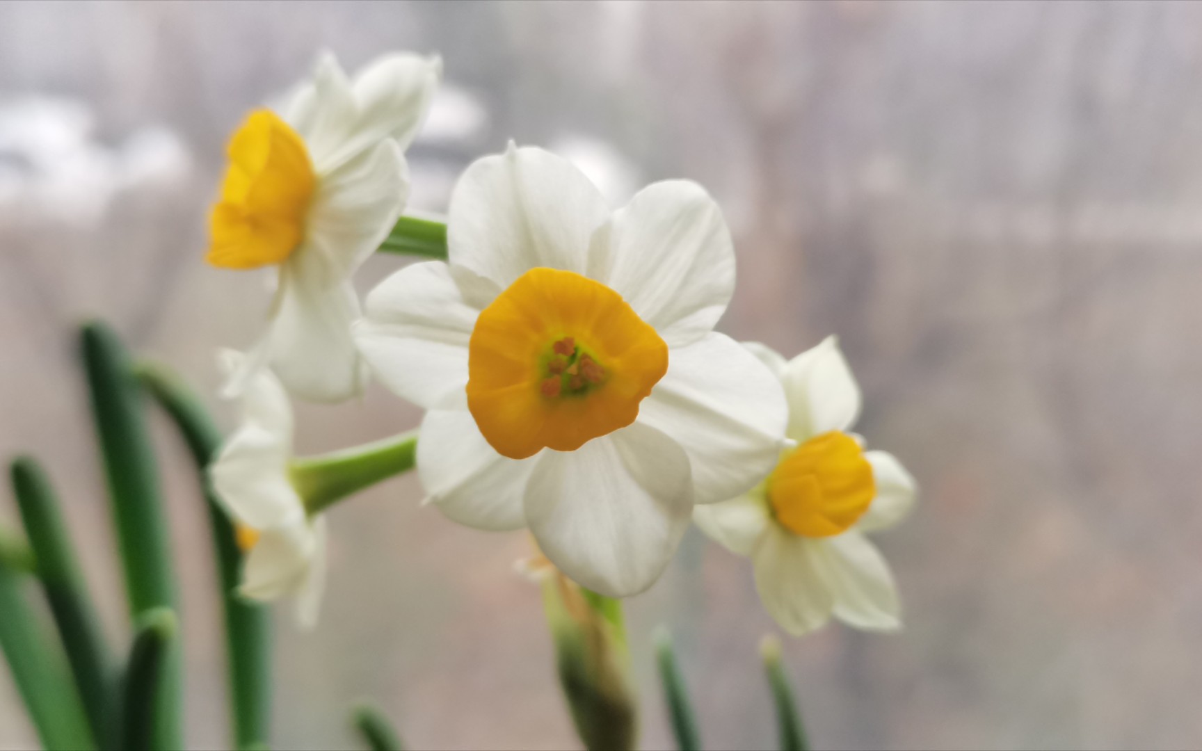 [图]【水仙花】从出芽到开花27天全记录