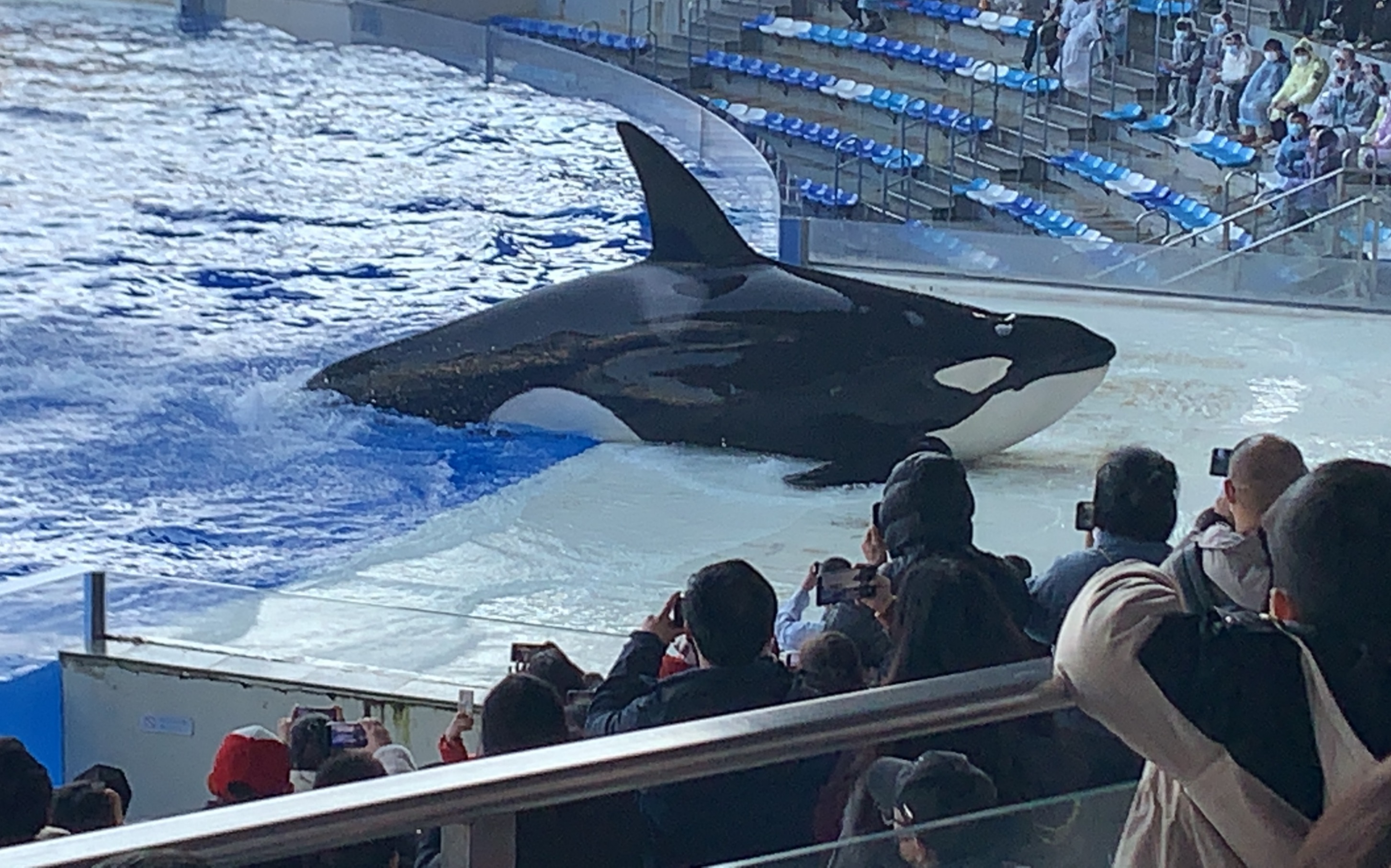 虎鲸表演 上海海昌图片