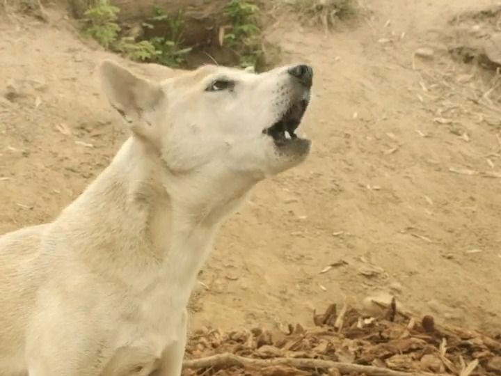 合唱中的新几内亚歌唱犬哔哩哔哩bilibili