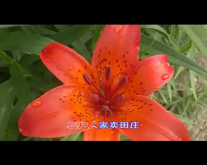 李玉花淮剧图片