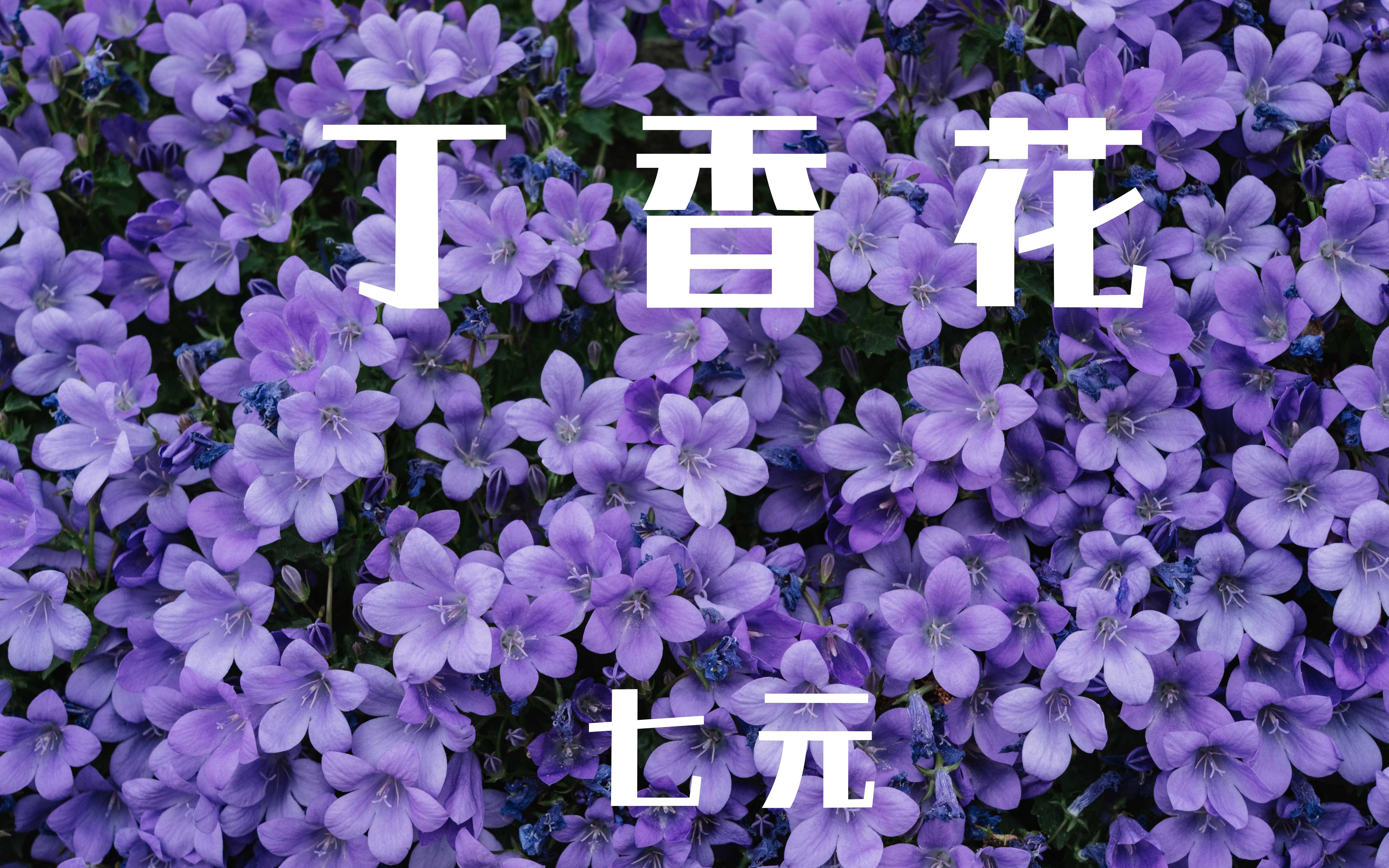 [图]丁香花 -七元 (女生版) 那墳前 開滿鮮花 是你多麼渴望的美