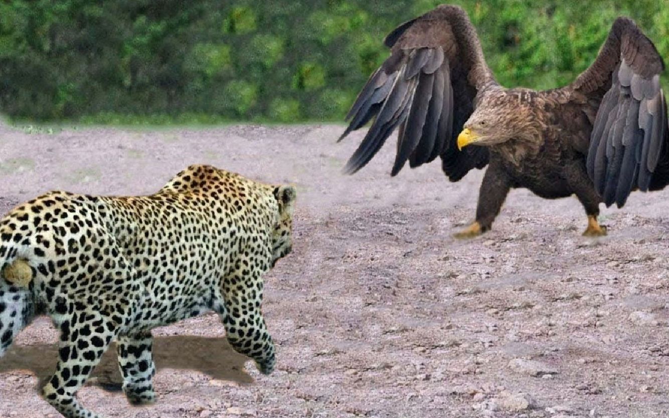 老鹰和饥饿的豹子相遇后会发生什么?2023野生动物攻击!