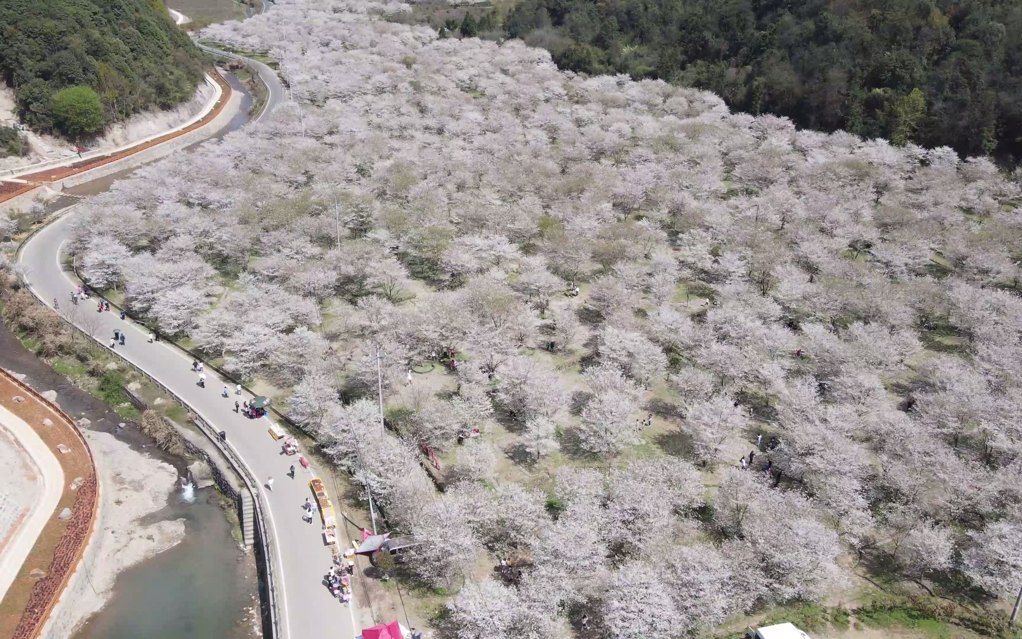 章镇张村樱花谷图片