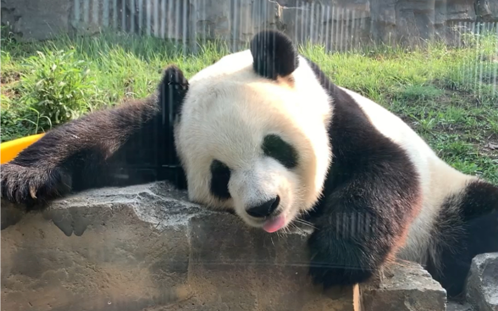大熊猫飞云三岁拍好了吗我睡觉去咯