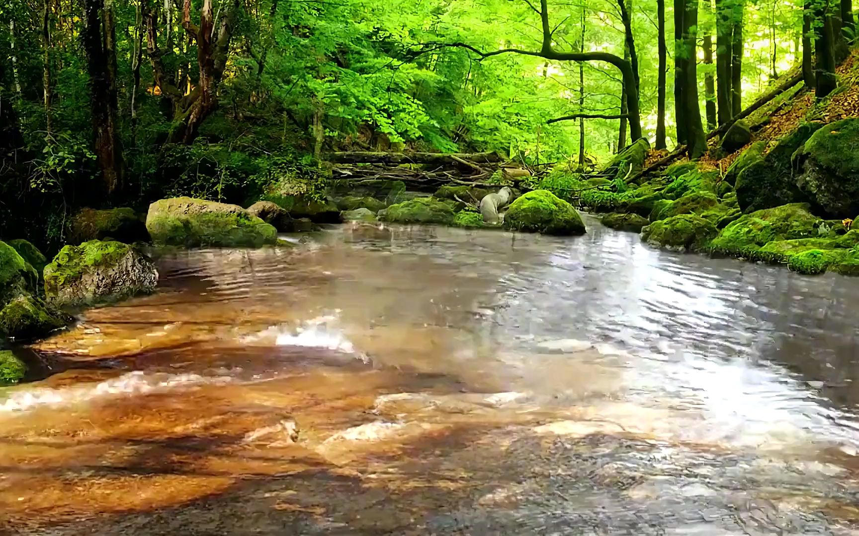 小溪的流水声,放松音效,此刻仿佛身处大自然的极致美景中,舒服,轻松.