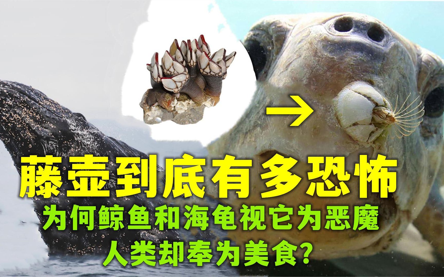 藤壶到底有多恐怖?为何鲸鱼和海龟视它为恶魔,人类却奉为美食