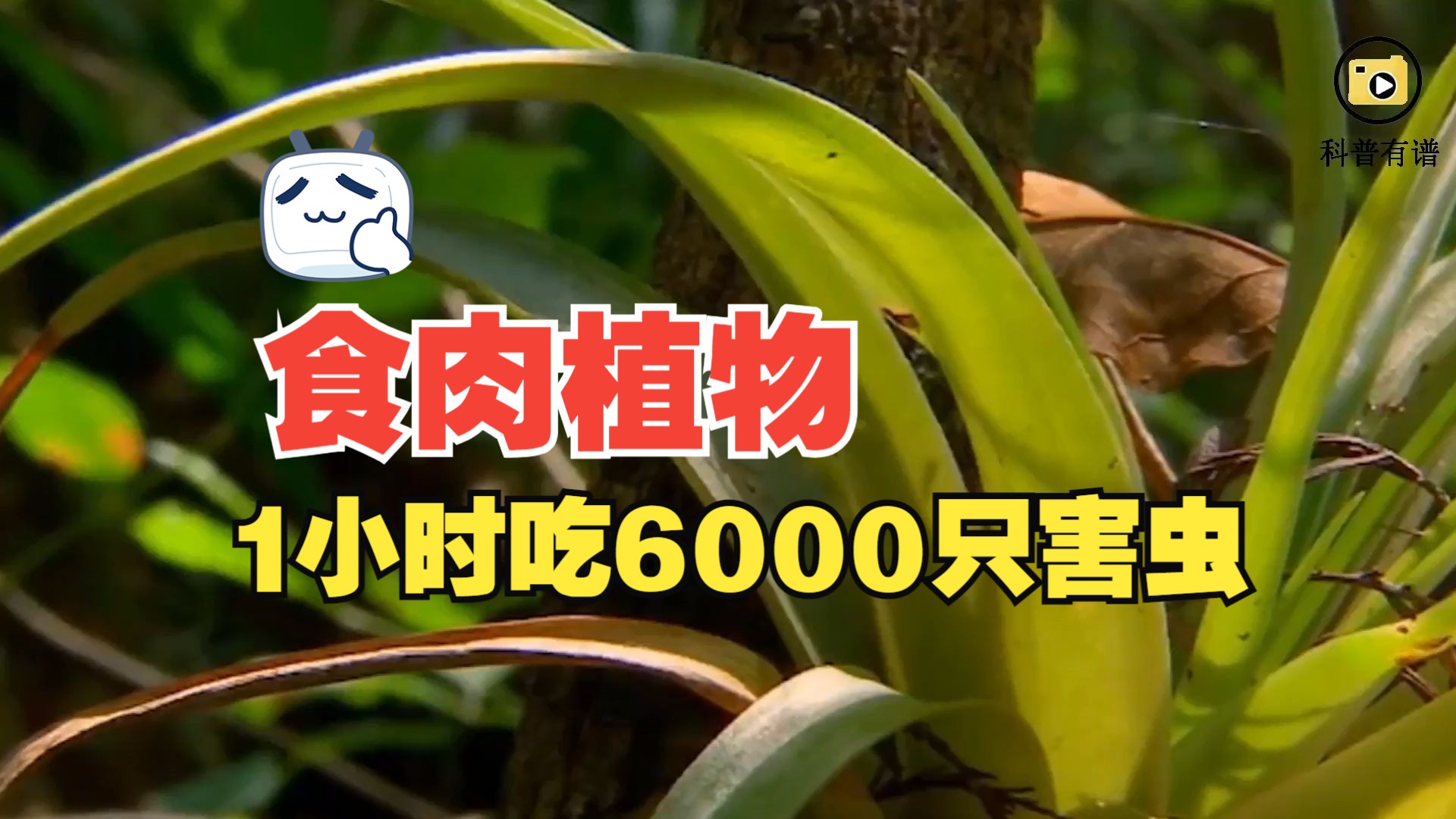 食肉植物有多恐怖?一小时吃掉6000只昆虫