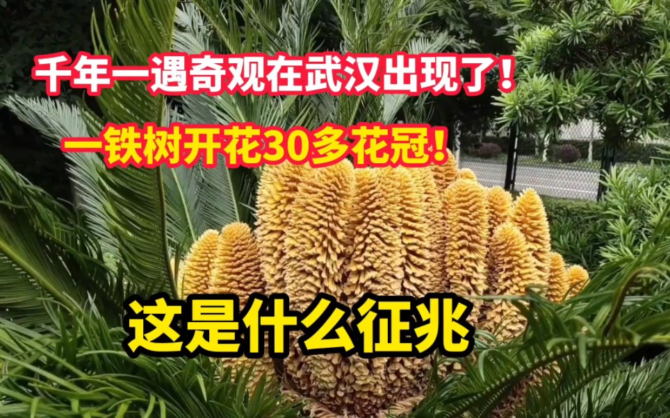 千年一遇奇观在武汉出现了!!一铁树开花30多花冠!这是什么预兆哔哩哔哩bilibili