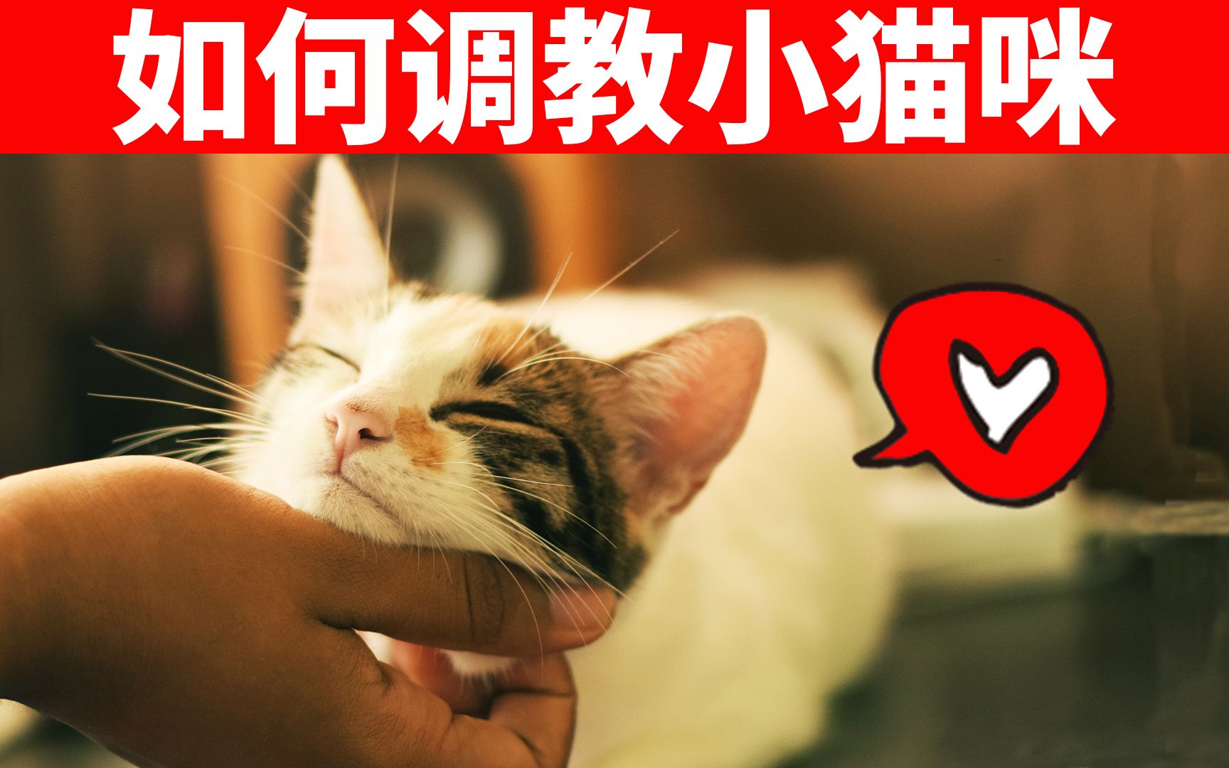 [图]如何教育你的猫？用对这6种方法，猫会亲人又听话！ 【养猫必看EP13】