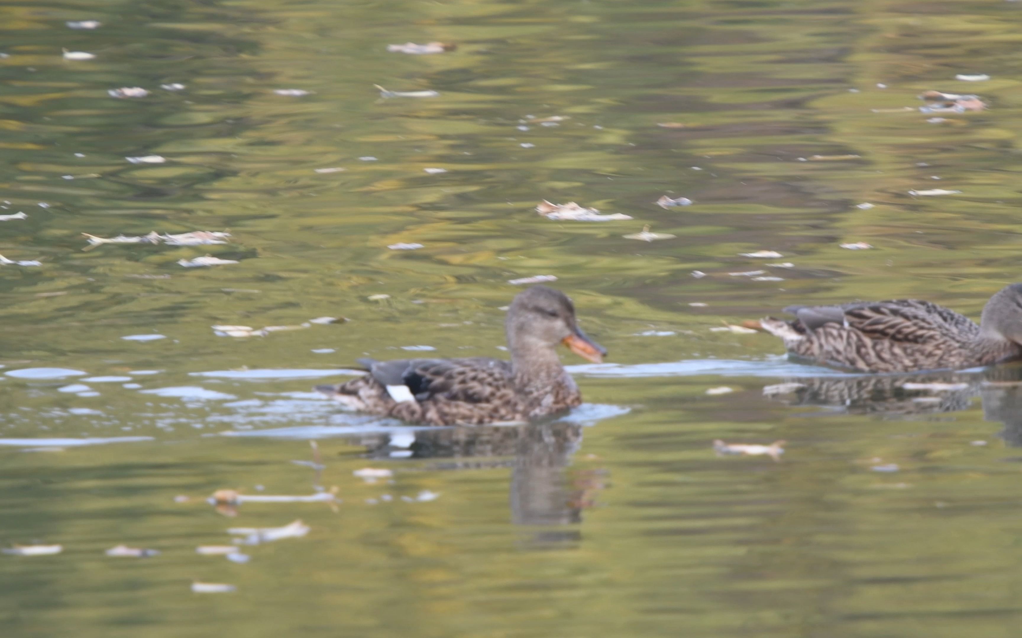赤膀鸭,绿头鸭,罗纹鸭