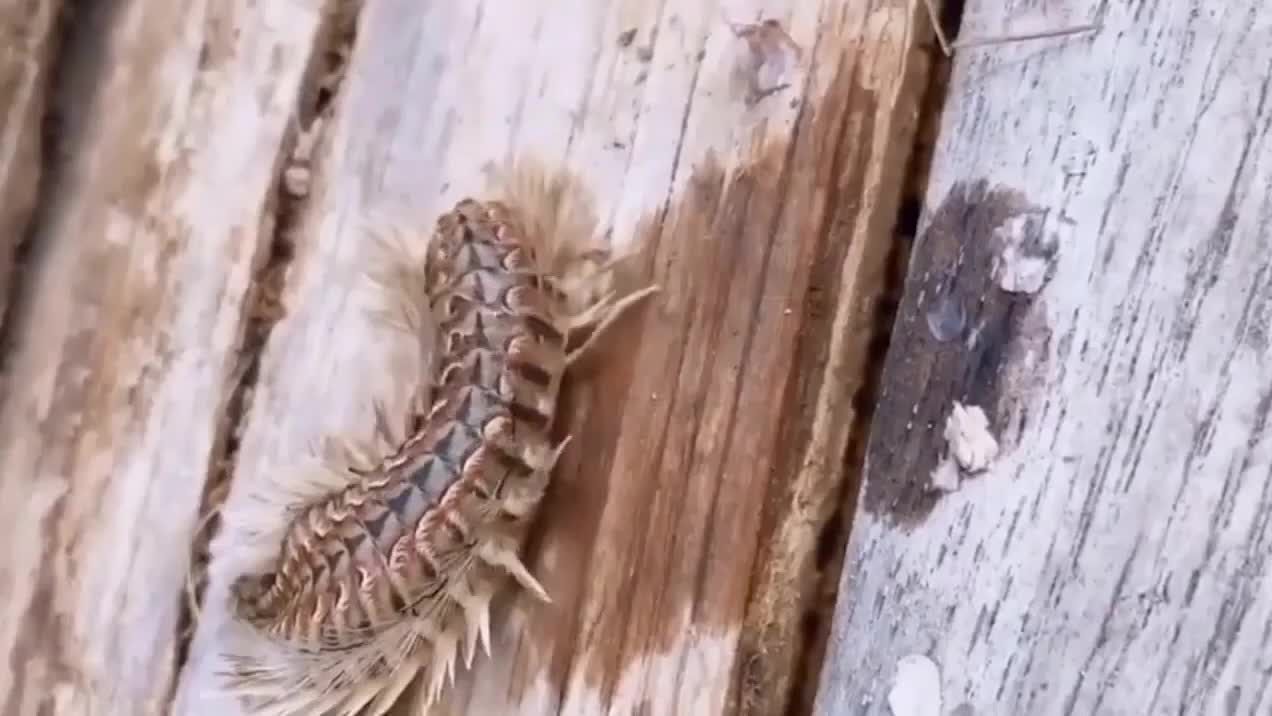 活动  赶海发现有毒的海毛虫又名海鳞虫样子恶心请勿触摸会导致休克