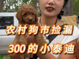 Télécharger la video: 农村宠物市场三张捡漏一只小泰迪，看看这三张的泰迪品相怎么样