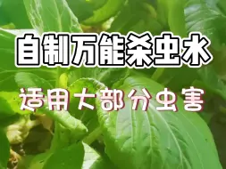 下载视频: 自制万能杀虫水，对大部分害虫都适用