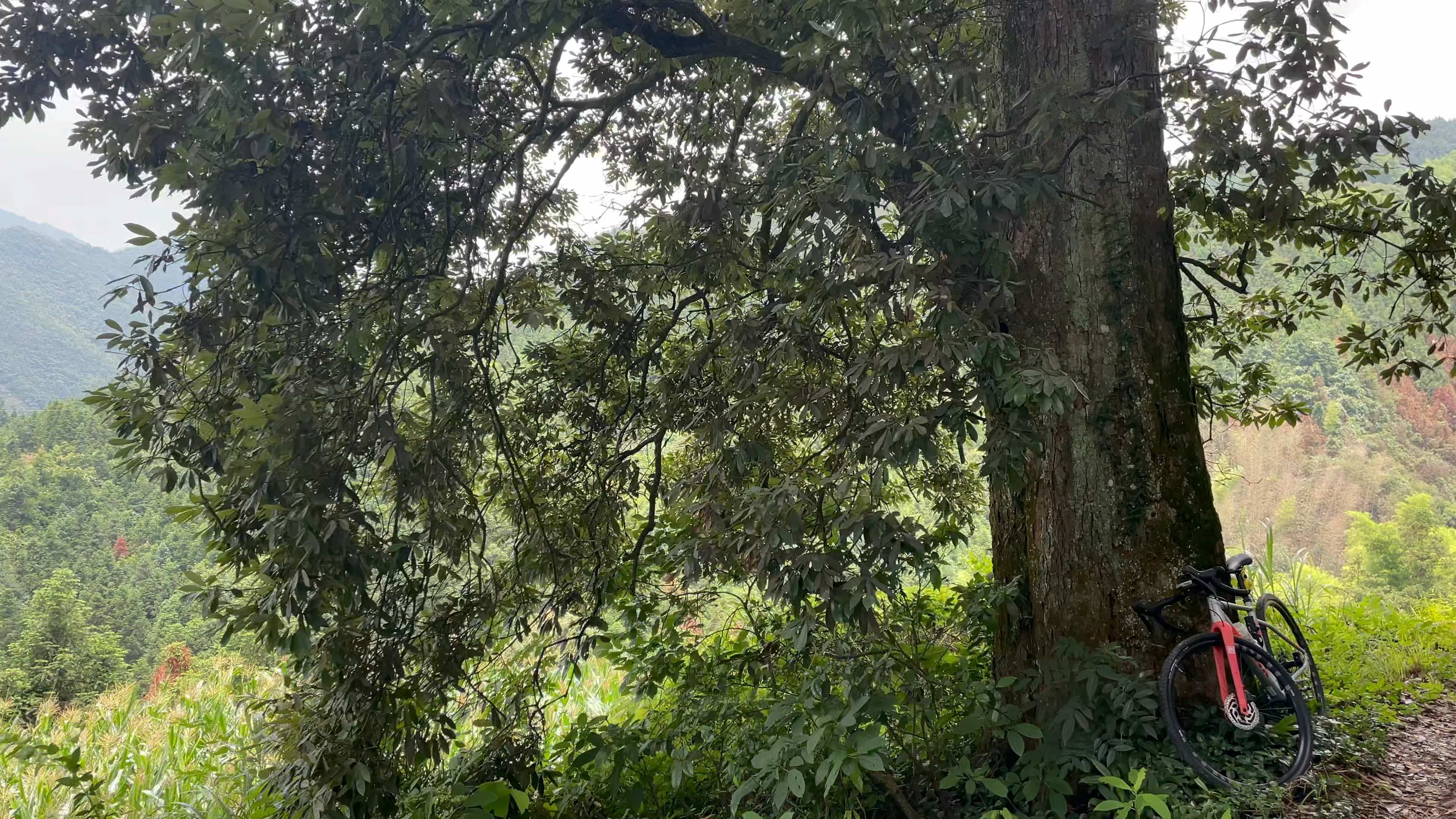 [图]绿水青山就是金山银山，保护环境，爱护美丽家园。