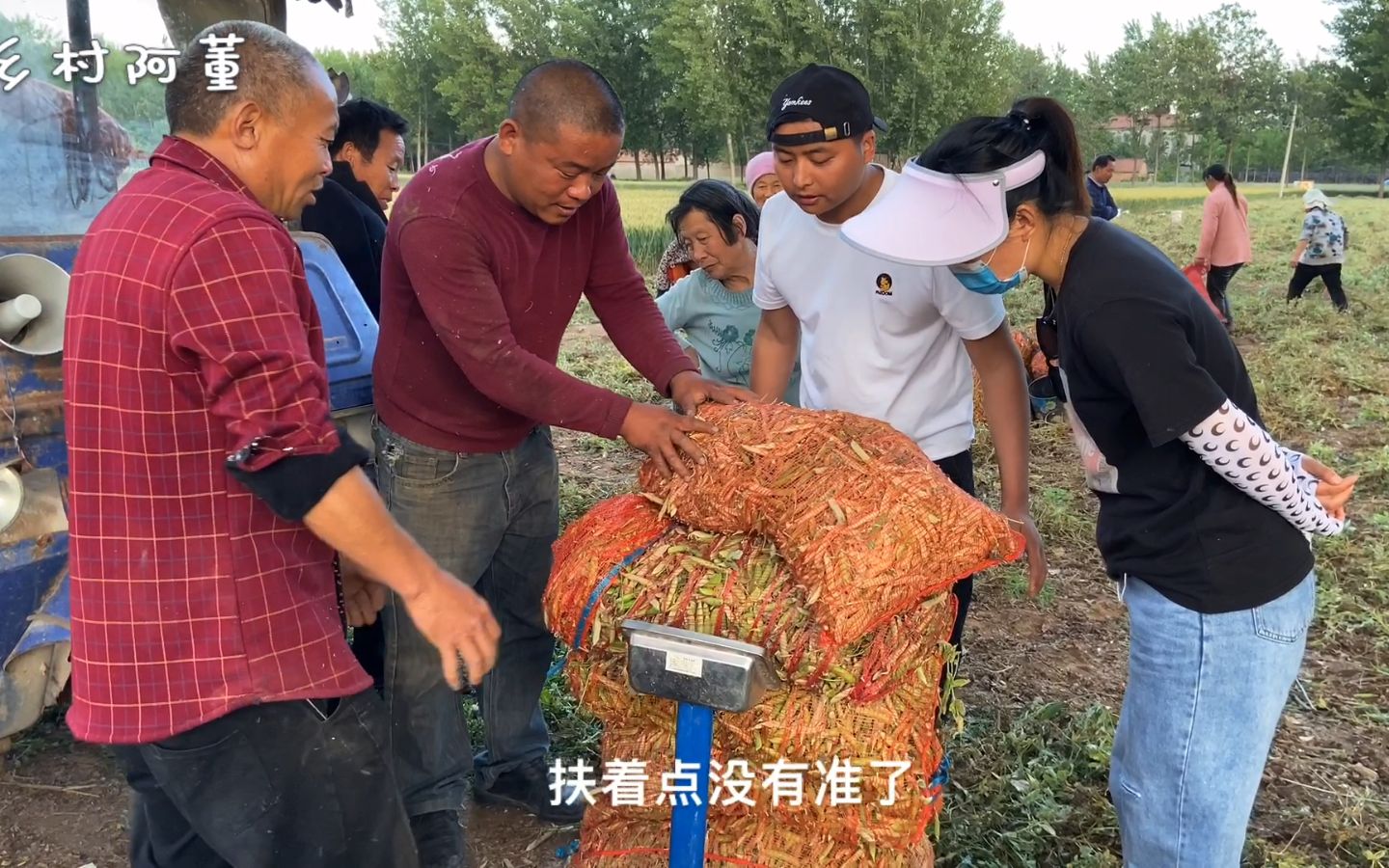 农村留守妇女摘豌豆挣钱,一天下来就挣30块钱,但是大家都抢着干哔哩哔哩bilibili