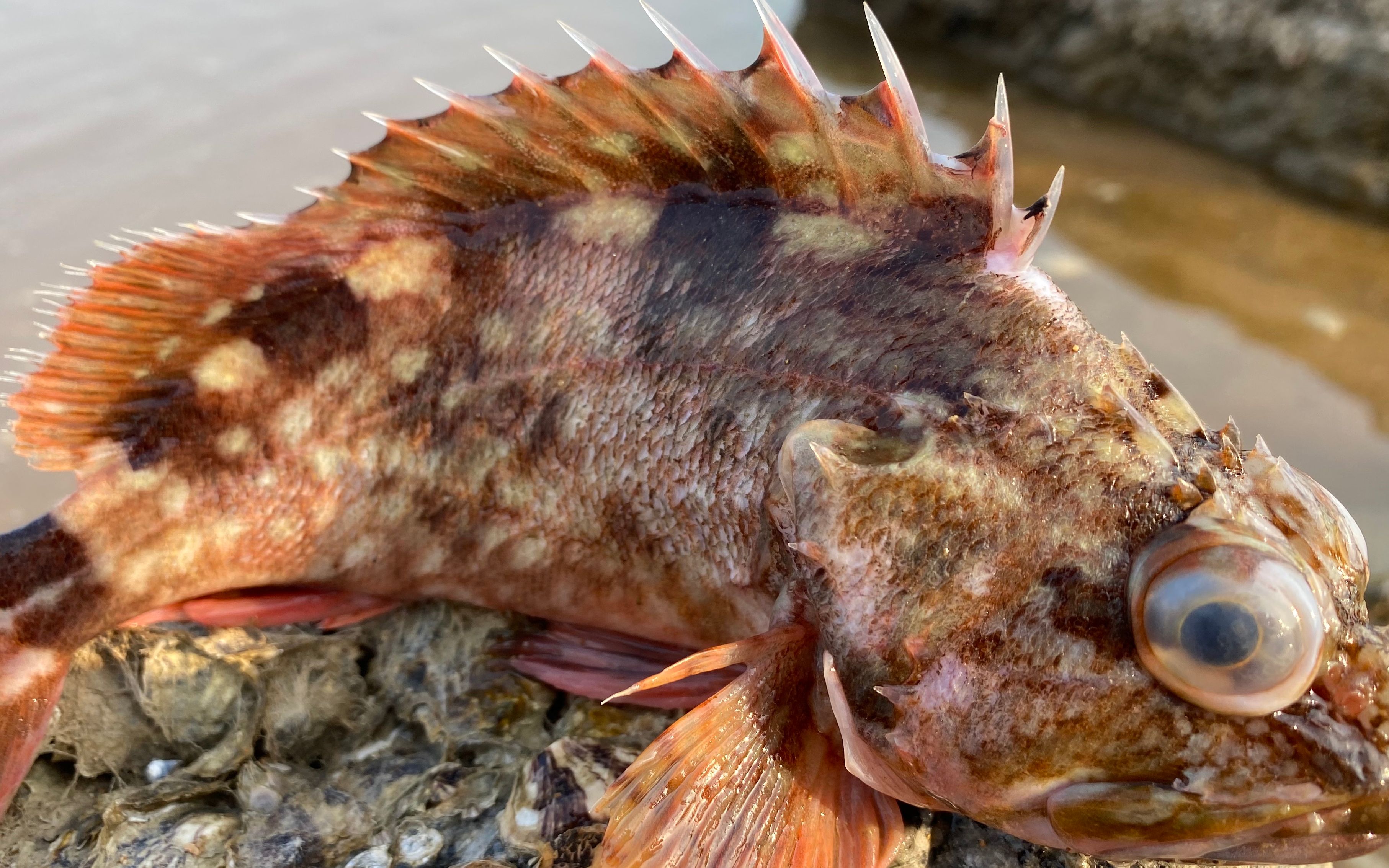大海退潮后,大庆发现一大片海瓜子藏在沙子里,还有大眼石斑鱼