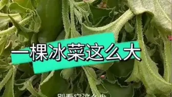 想吃冰菜 那就自己来种几颗吧 哔哩哔哩 Bilibili