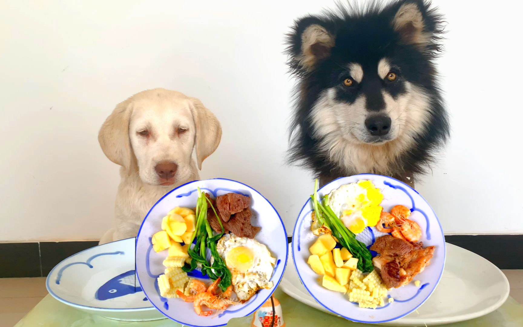 宠物吃播咀嚼声 大壮和朵拉丰盛的早餐